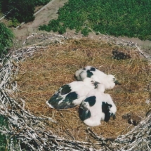 Moraaser Jungstörche 9.2009